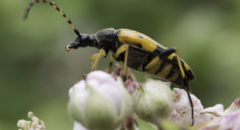 Spotted longhorn beetle