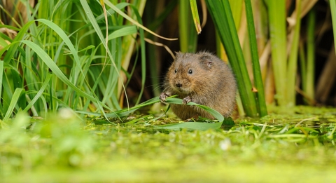 Water vole at edge of water eating grass