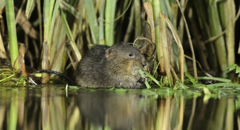 Water Vole