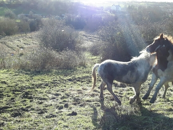 Kelloe Field Nature Reserve