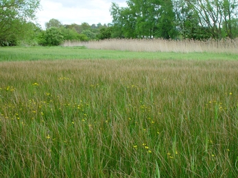 Redcar Field Nature Reserve