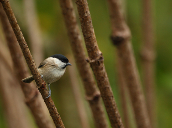 Marsh Tit nestled within branches