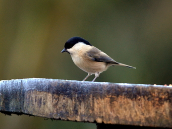 Willow Tit on branch
