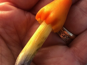 Blackening waxcap Hygrocybe conica