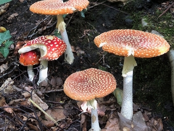 Fly agaric Amanita muscaria