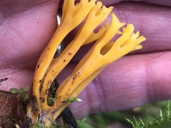 Meadow coral Clavulinopsis corniculata