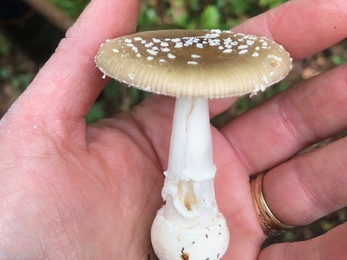 Panther cap Amanita pantherina