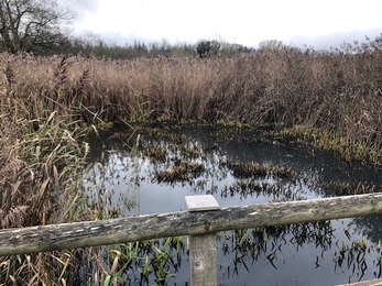 Open water at Low Barns reed bed boardwalk