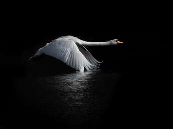 Mute Swan