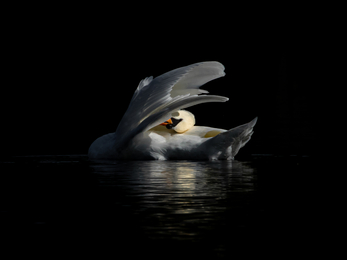 Mute Swan