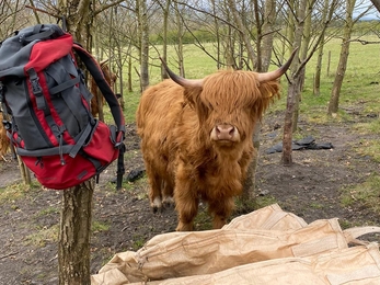 Highland Cattle