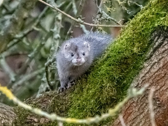 Silver mink