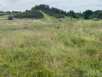 A view of Hill 60 Nature Reserve, looking across open grasslands towards a wooded hill