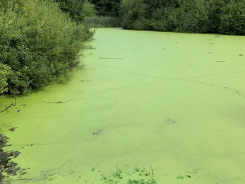 Brinkburn Pond before work to remove duckweed.