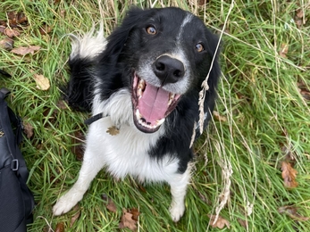 Vinnie the rescue collie sitting on the grass and looking up at the camera with his mouth open