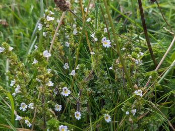 Close up of Eyebright (Euphrasia officinalis) at Herrington Hill