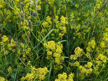 Full image of Lady's bedstraw (Galium verum) at Herrington Hill