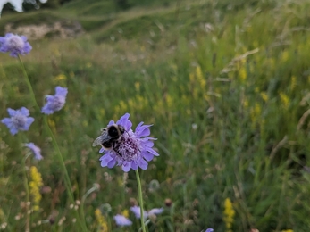 Small scabious (Scabiosa columbaria) with bee on it at Herrington Hill