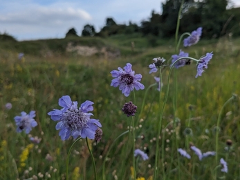 Small scabious (Scabiosa columbaria) at Herrington Hill