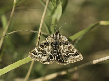 Mother shipton moth