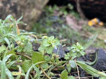 Green leafy plant in front of stone