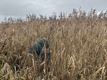 Volunteer in reeds
