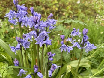 Close up of Spanish bluebells surrounded by long grass