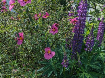 Lupins at St Cuthbert & St Bede's Church Garden