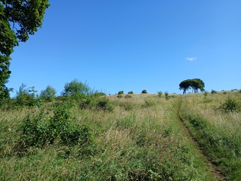 Meadow with scrub