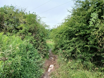 pathway with overgrown hedges