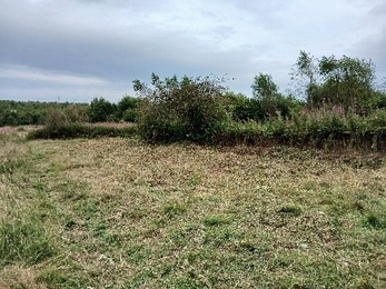 Meadow after scything
