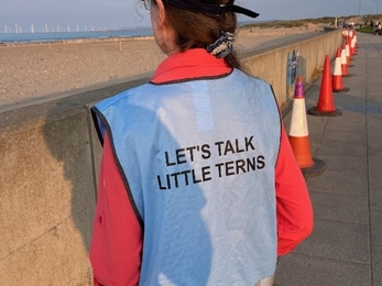 little tern warden in blue vest which reads 'let's talk little terns' on back, looking out over beach