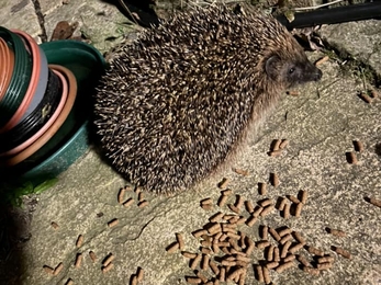 Hedgehog on patio