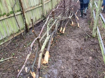 Coppiced wood used in hedgelaying