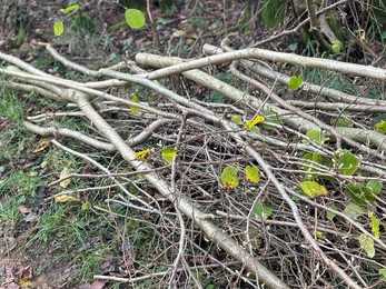A pile of wood from coppicing