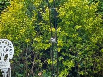 Bird on a feeder in a garden with a bush in background and garden chair in foreground