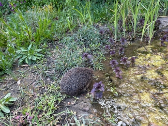 a hedgehog next to a pond
