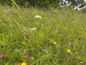 close up of grassland meadow and wildflowers