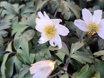 White flower with green leaves