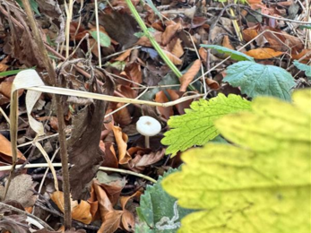 fairy ring mushroom