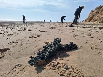 A group of people picking up nurdles on a beach. In the foreground is a clump of burnt nurdles - plastic resin pellets