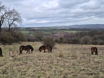 four ponies grazing grass with woodland in background and partly cloudy grey sky