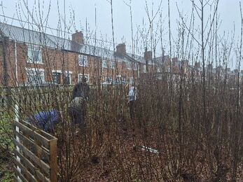 A small group of people work in an allotment area, harvesting willow beside a wooden fence, with a row of brick houses in the background on a misty day.