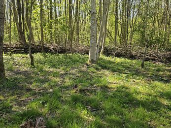 A woodland scene with tall, slender trees spaced across a grassy forest floor. Sunlight filters through the branches, creating patches of light and shadow. In the background, a long, neatly stacked pile of cut branches runs horizontally through the trees.