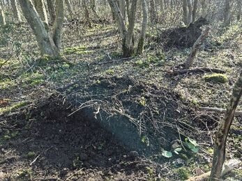  patch of disturbed earth forms a low mound on the woodland floor, surrounded by slender trees and scattered branches, with sunlight filtering through the woodland.