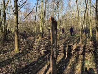 A cut tree trunk stands in the foreground of a leaf‑strewn woodland, with a low barrier of stacked branches behind it and several people working among the tall, leafless trees in soft, angled sunlight.