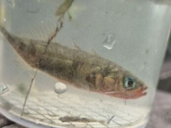 A small fish with a silvery-brown body and blue eye floats in a clear plastic container of water. The fish has a reddish tint near its gills, and a few bits of plant debris drift around it. The container rests on a rough wooden surface, suggesting it’s part of a pond or stream sampling activity.