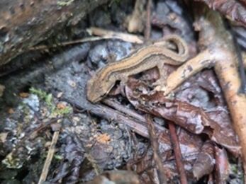 A small brown newt with a darker stripe along its back rests on a damp forest floor. It’s surrounded by wet leaves, twigs, moss, and rich soil, highlighting its natural woodland habitat.