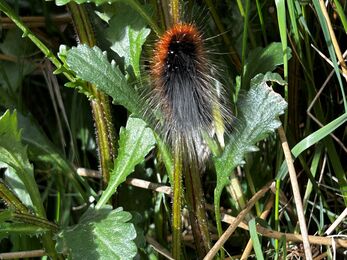 A close-up of a woolly caterpillar resting among green leaves and grass. Its body is covered in dense hairs—rusty orange at the front and black toward the middle and rear—standing out brightly against the sunlit foliage.