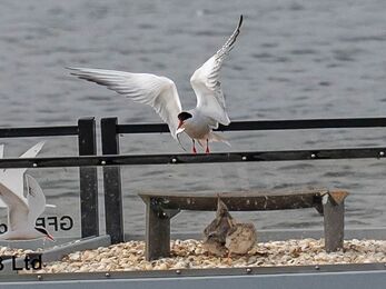A common tern hovers gracefully above a floating nesting raft on a lake, wings spread wide and red legs extended as it prepares to land. Beneath it, a chick sits among pale pebbles beside a small shelter. The raft bears a company logo and another tern image, with rippling grey water in the background.